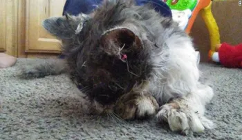 Alguien torturó a un pobre gato con pegamento caliente y ofrecen recompensa por encontrarlo