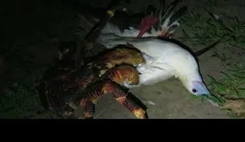 Un cangrejo devora un enorme pájaro marino y revela algo nuevo para la ciencia