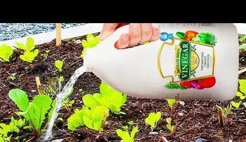 Usa vinagres con tus plantas y sucederá esto