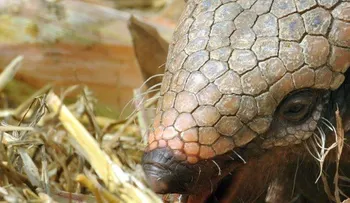 Descubrieron en Chile un armadillo con cuernos de hace 11 millones de años