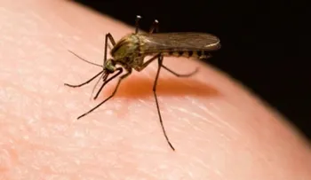 Reportan extensión histórica de la malaria en Venezuela