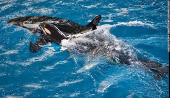 Muere la última orca nacida en cautiverio
