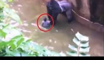 Matan a un gorila para salvar a un niño