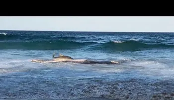 Un gigante  tiburón tigre se tumba en la playa para comer