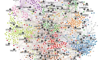 Nuevo mapa molecular del autismo podría impulsar terapias más específicas