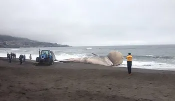 Una ballena con un extraño bulto en Chile, siembra desconcierto (VIDEO)