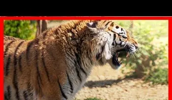 Un tigre le arranca los dos brazos a su cuidador en Guatemala