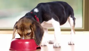 Las claves para cuidar a las mascotas en Navidad