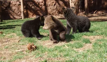 Los acusan de matar ilegalmente a una familia de osos y encubrir su crimenâ?¦ no sabían que había cámaras grabando