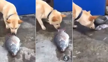 Video: Este perro intentó revivir a unos peces salpicándolos con agua