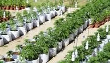 Chile: la mujer que quiere salvar su vida con el cannabis