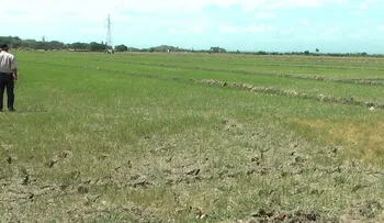 Gobierno evalúa la situación de arroceros y ganaderos en LN
