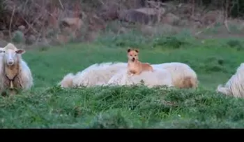 El perro cuidando ovejas pone a todos a llorar de risa