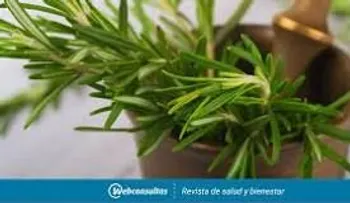 Lo que no sabías del Romero para dolores de cabeza, bajo a boca, vértigos y anemia