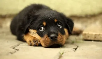 Si eres amante de los perros no deberías acariciarlo en la cabeza