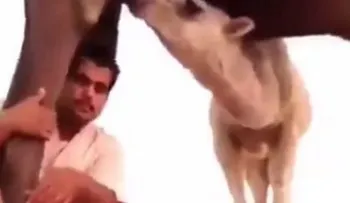 Terrible final por tomar 'selfie' bajo un camello (video)