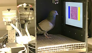 Palomas, ¿el próximo detector del cáncer?