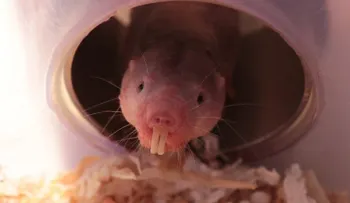 Estos extraños roedores pueden sobrevivir sin oxígeno hasta por 18 minutos