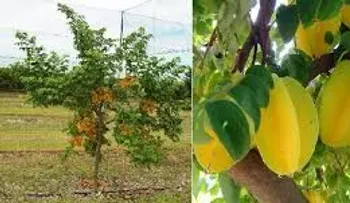La carambola; fruta exótica; efectiva para el dolor de cabeza, el insominio, la diabetes, las náuseas y la tos
