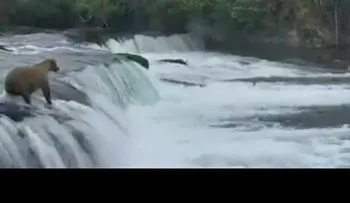 Por algo dicen que madre, es madre: Una osa rescata a sus cachorros en una caudalosa cascada (VIDEO)