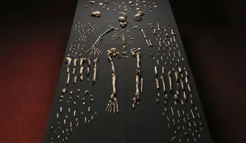 Descubren una especie humana desconocida hasta la fecha: Homo naledi