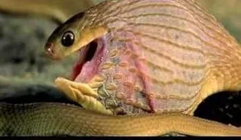 Una serpiente entra en la cocina y traga un huevo de una cesta
