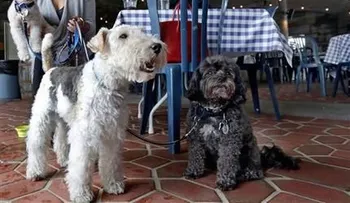 Perros de NY podrán comer en restaurantes
