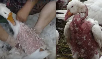 Rompen sus alas para arrancarles las plumas y hacer abrigos y edredones. No compres crueldad