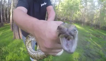 Serpientes pitón invaden los Everglades en la Florida