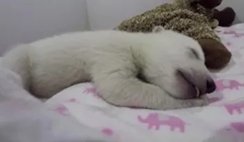 El video de un oso polar durmiendo enternece a miles en redes sociales