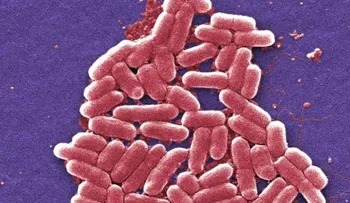 Investigadores en EE.UU. descubren una nueva infección resistente al antibiótico más potente del mundo 