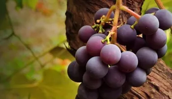 5 razones para comer uvas