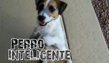 Video: perro inteligente realiza trucos impresionantes!
