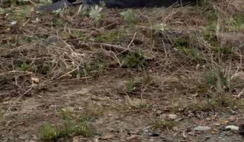 Este perrito perdió la confianza en los humanos, pero fue rescatado por una chica ¡de manera sorprendente!