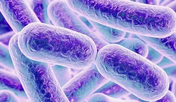 Una microbiota sana contribuye a regular el peso corporal, el apetito, el estrés, la diabetes y la depresión