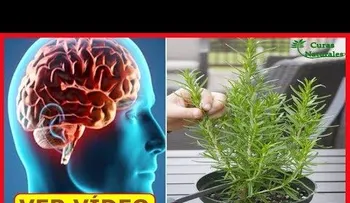 Estas cuatro plantas poderosas protegen el cerebro del alzheimer, depresión y la ansiedad