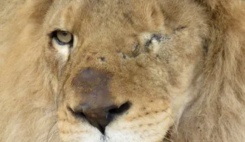 33 leones rescatados de circos en Perú y Colombia tendrán nuevo hogar en África