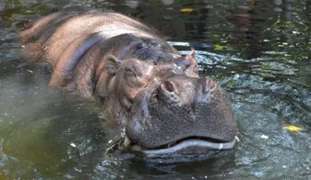 Muere Reina Bertha, la hipopótamo en cautiverio más vieja del mundo