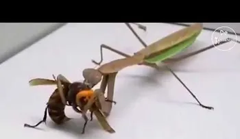 El video viral de un "avispón asesino" devorado por una mantis 