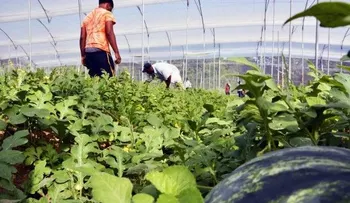 Agricultura paga más de RD$ 29 MM a productores de invernaderos