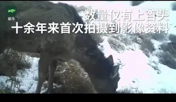Un misterioso animal, mitad caballo, mitad ciervo