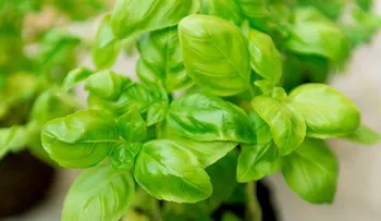Este es el mejor antibiótico y antioxidante, limpia arterias para el colesterol y otras enfermedades