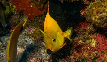 Medio Ambiente presenta informe sobre estado de especies marinas en el país