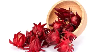 La flor de Jamaica: origen, características y aprovechamiento gastronómico e industrial