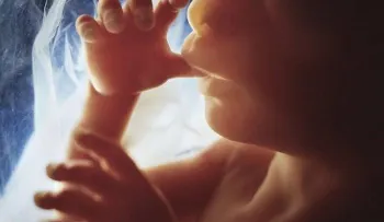19 fotografías del desarrollo de un bebé en el vientre maternoâ?¦