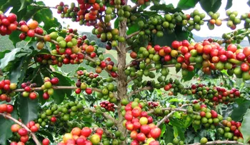 Día del café en República Dominicana