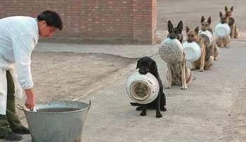 "Perros policías" hacen cola de forma más educada que mucha gente