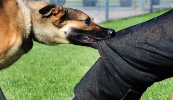2 trucos eficaces para sobrevivir al ataque de un perro