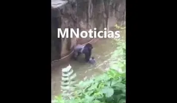 VIDEO DRAMÁTICO: Un niño cae al foso de un gorila en un zoológico y lo matan para salvar al menor