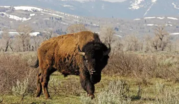 El bisonte es el nuevo animal nacional de Estados Unidos